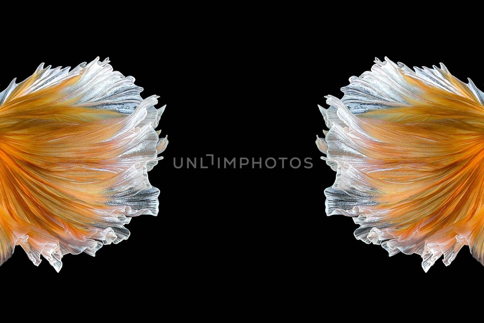 Close up art movement of Betta fish,Siamese fighting fish isolated on black background.Fine art design concept.