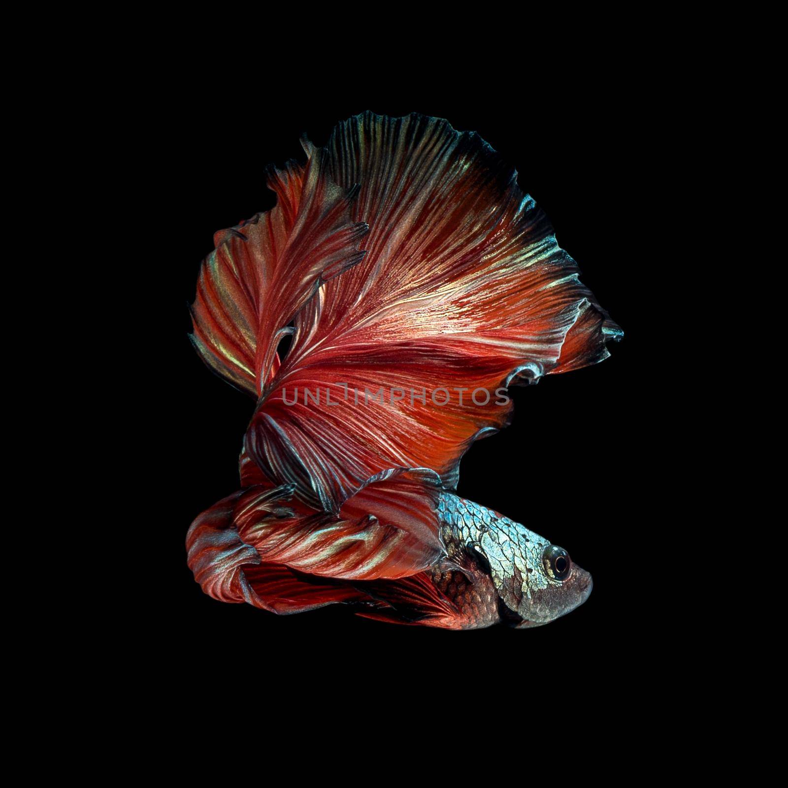 Close up art movement of Betta fish,Siamese fighting fish isolated on black background.Fine art design concept. by Nuamfolio