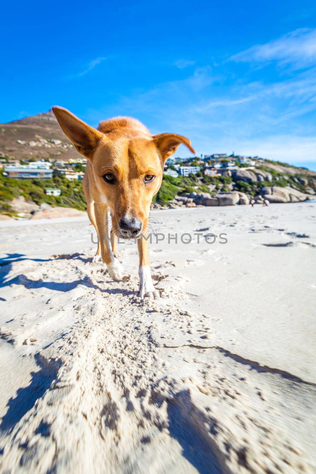 terrier dog having fun,running , jumping and playing at the beach on summer holidays