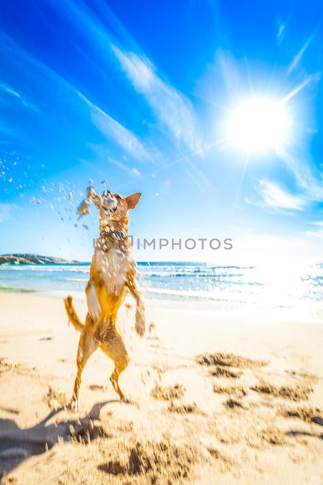 dog playing at the beach  by Brosch