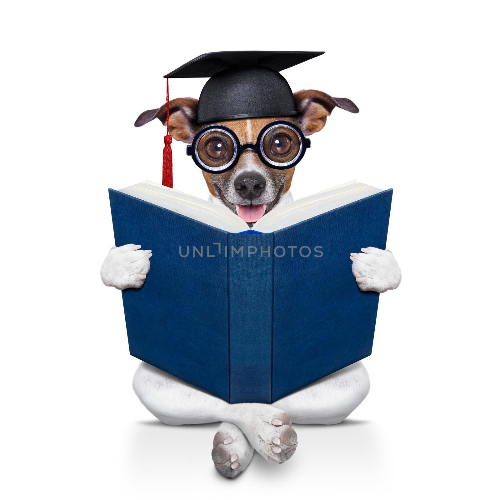 jack russell  graduated diploma dog sitting reading a big book, isolated on white background