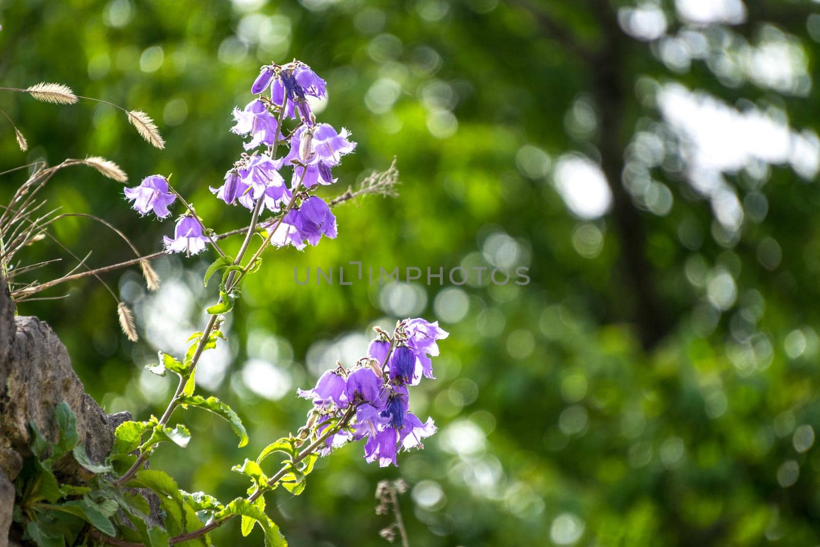 natural green background with bell flowers. The beauty of nature