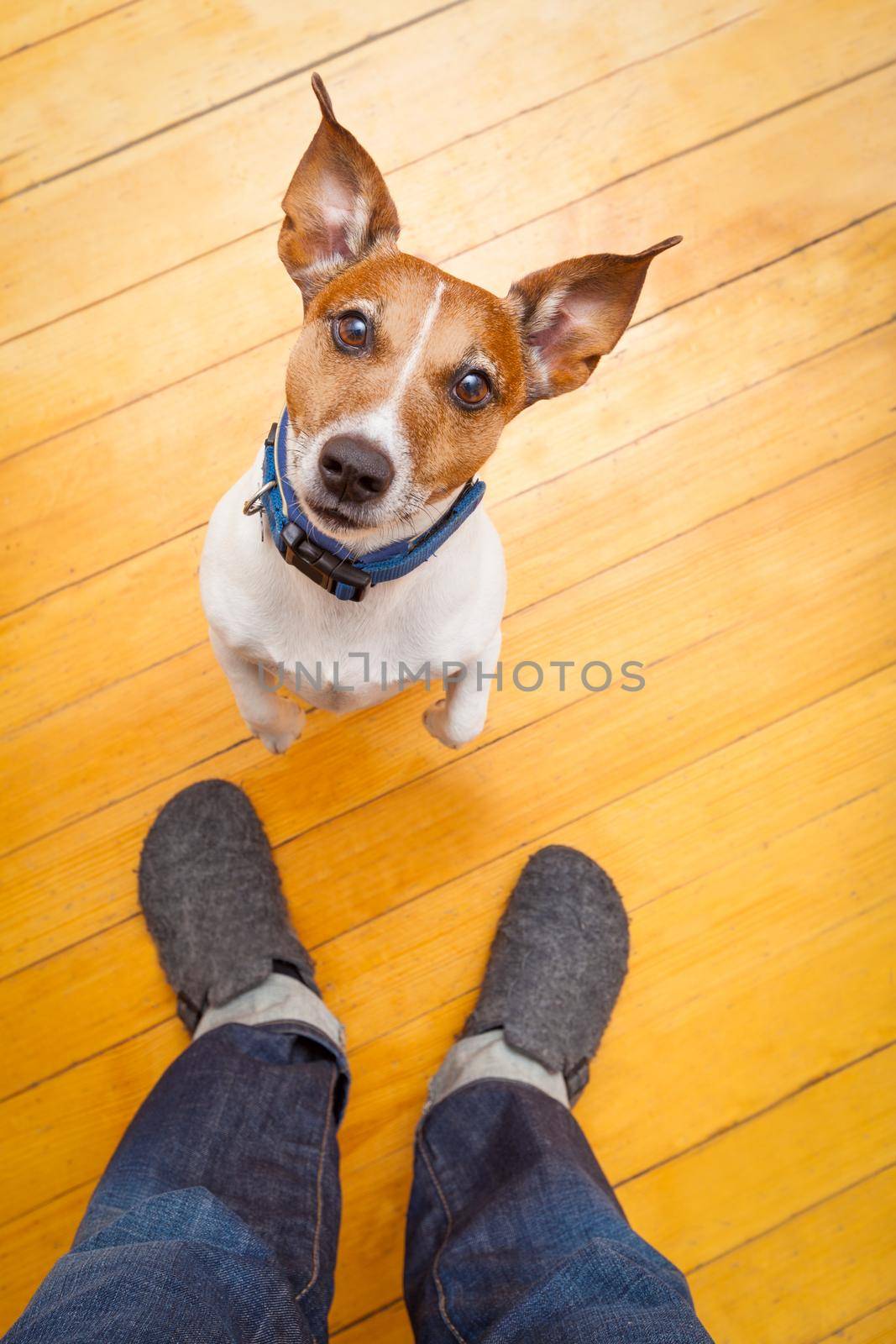 jack russell dog ready for a walk with owner begging, sitting and waiting ,on the floor inside their home