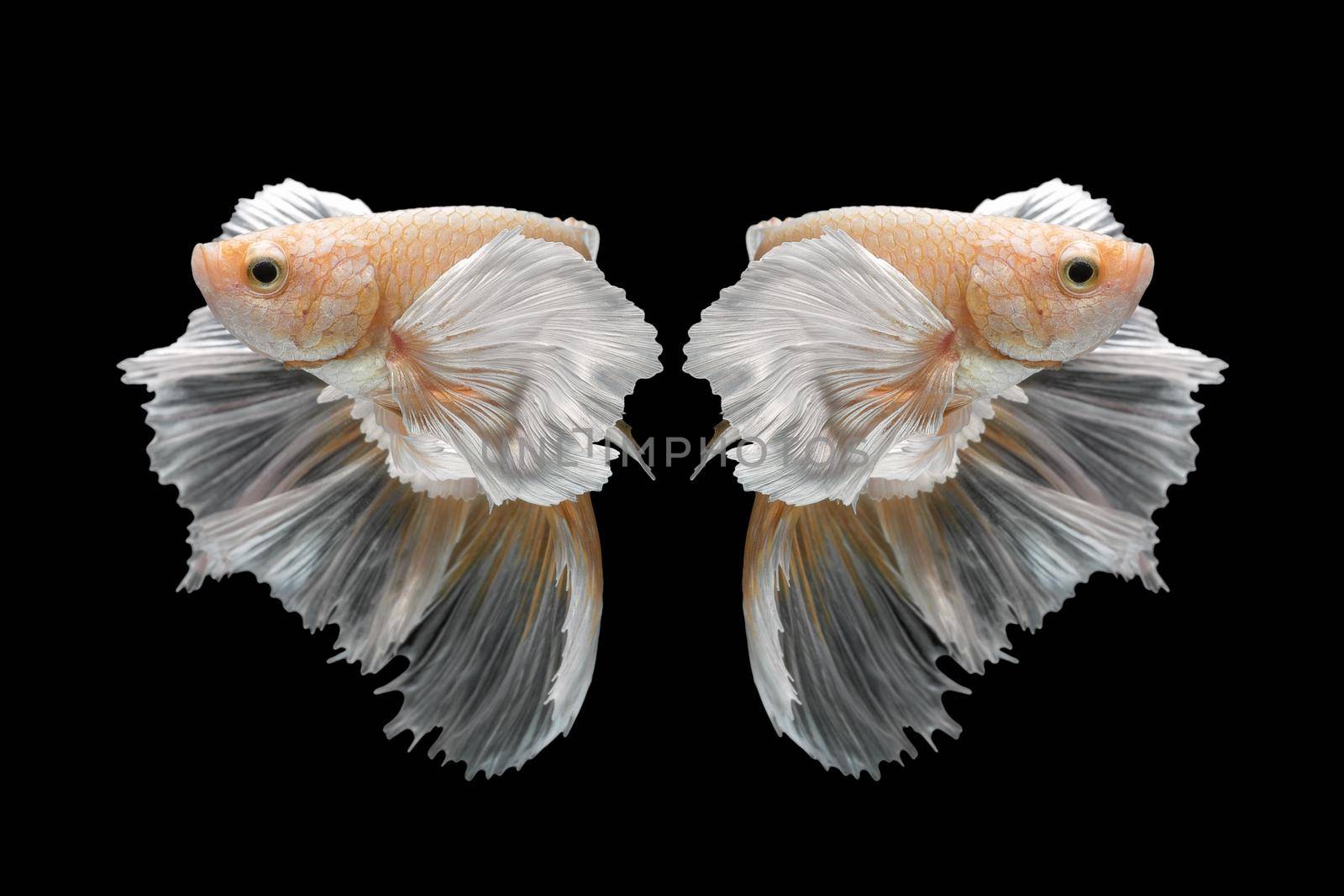 Abstract close up art movement of Betta fish,Siamese fighting fish isolated on black background.Fine art design concept. by Nuamfolio