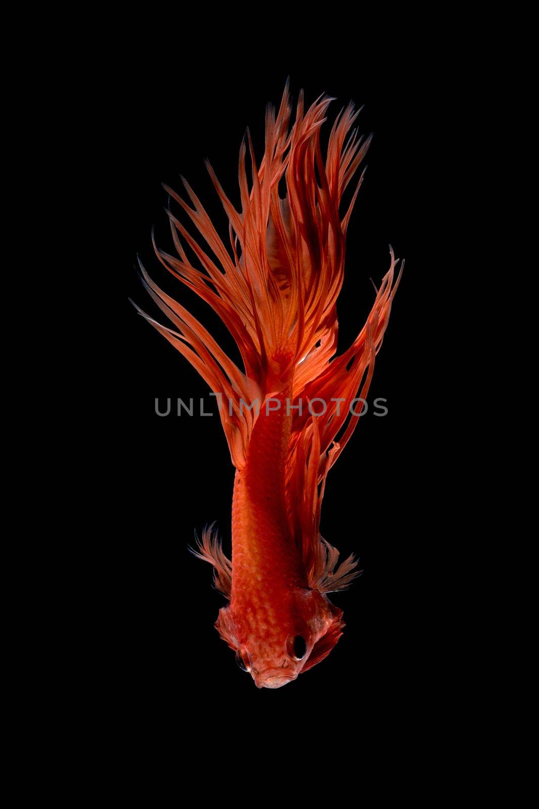 Abstract art movement of colourful Betta fish,Siamese fighting fish isolated on black background.Fine art design concept. by Nuamfolio