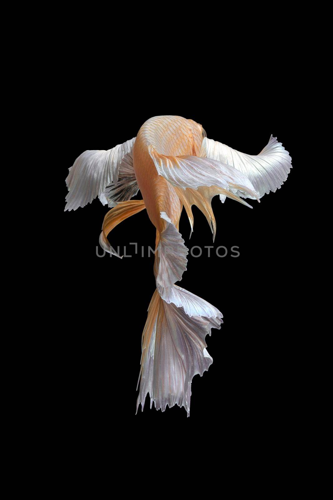 Abstract art movement of colourful Betta fish,Siamese fighting fish isolated on black background.Fine art design concept. by Nuamfolio
