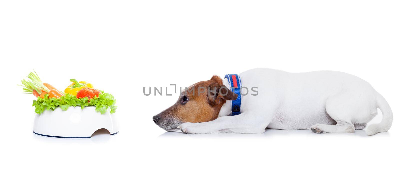 jack russell dog  with  healthy  vegan food bowl, isolated on white background, while lying on the floor