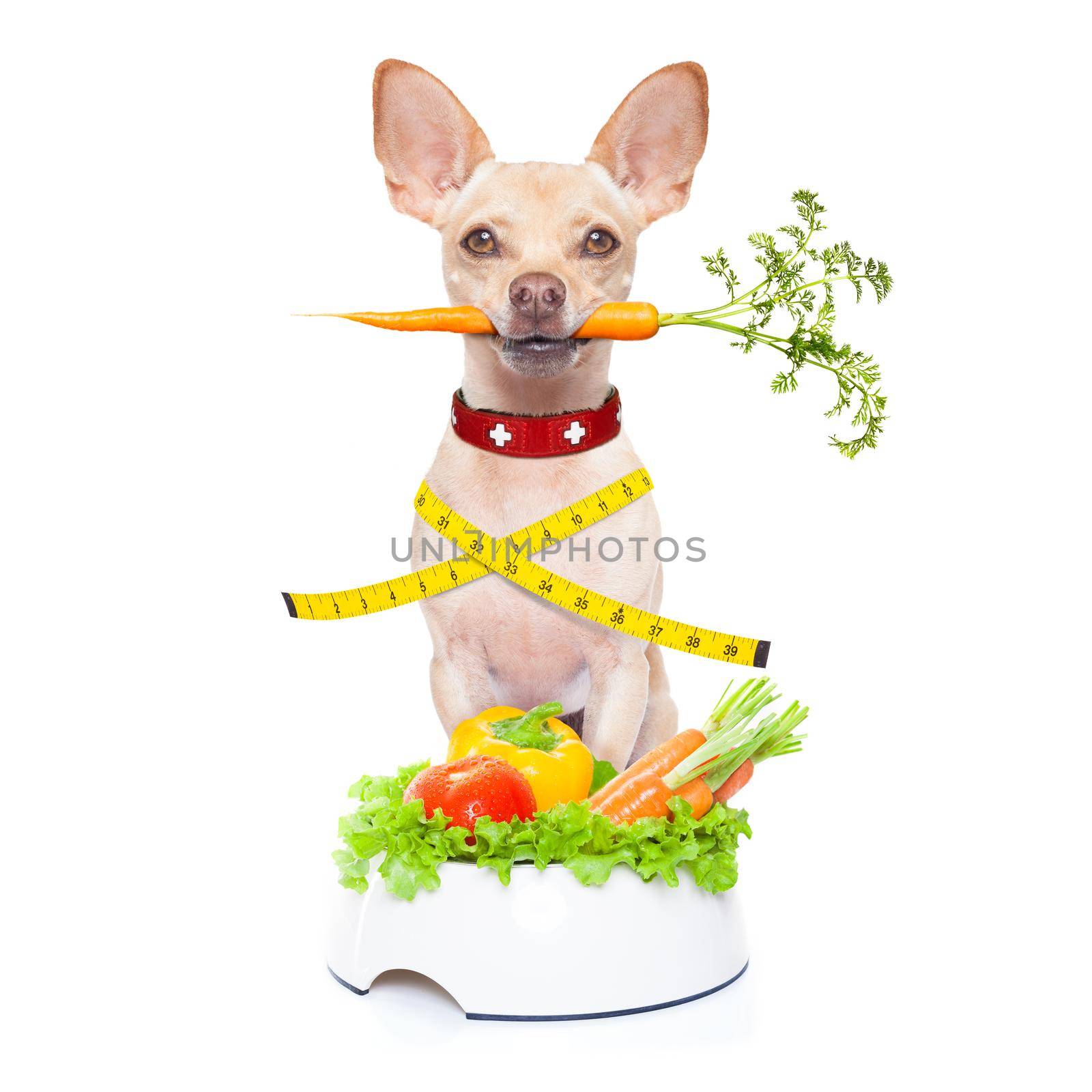 healthy hungry chihuahua dog with bowl and scale , isolated on white background