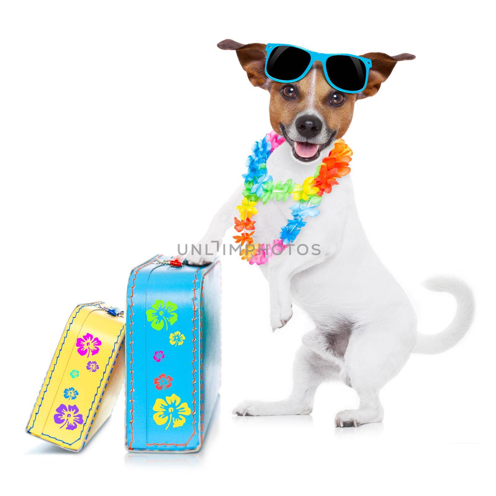 summer vacation dog by Brosch