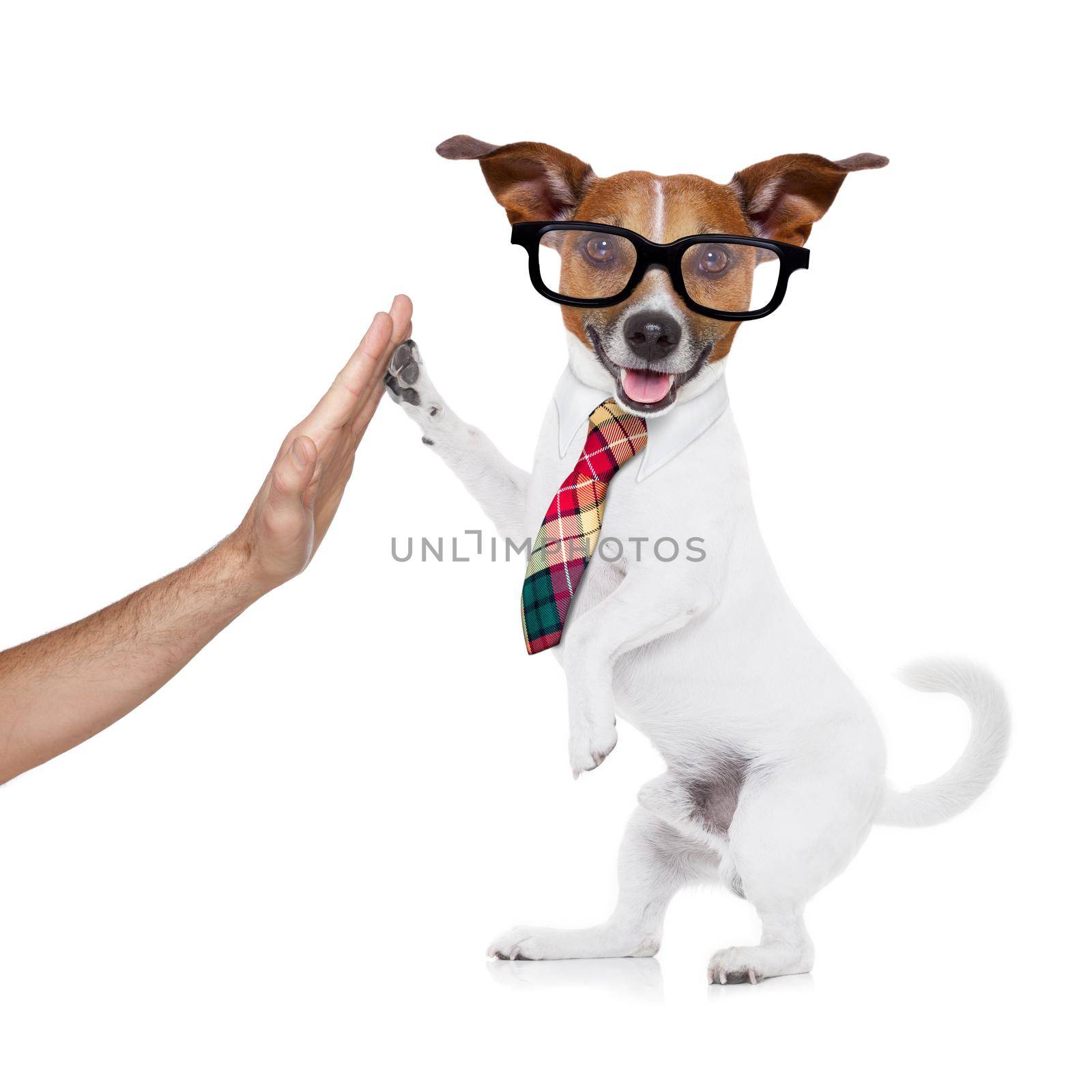 business dog high five by Brosch