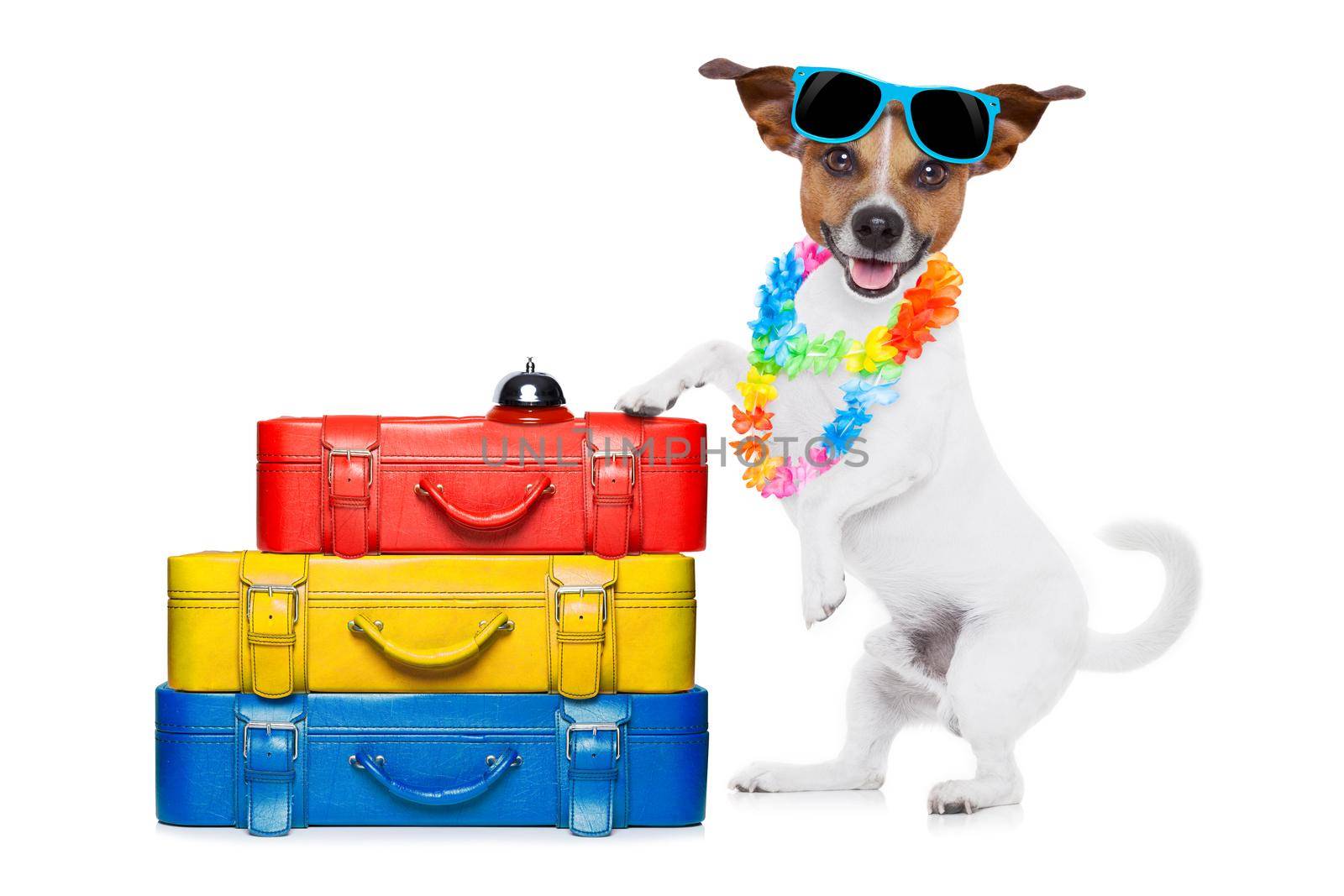 jack russell dog checking in at hotel with a lot luggage and baggage and a suitcase for summer holiday vacation, wearing sunglasses and a flower chain isolated on white background