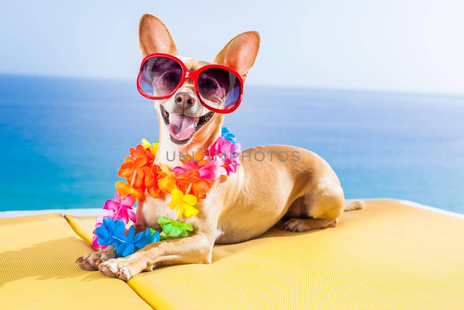 dog summer beach by Brosch
