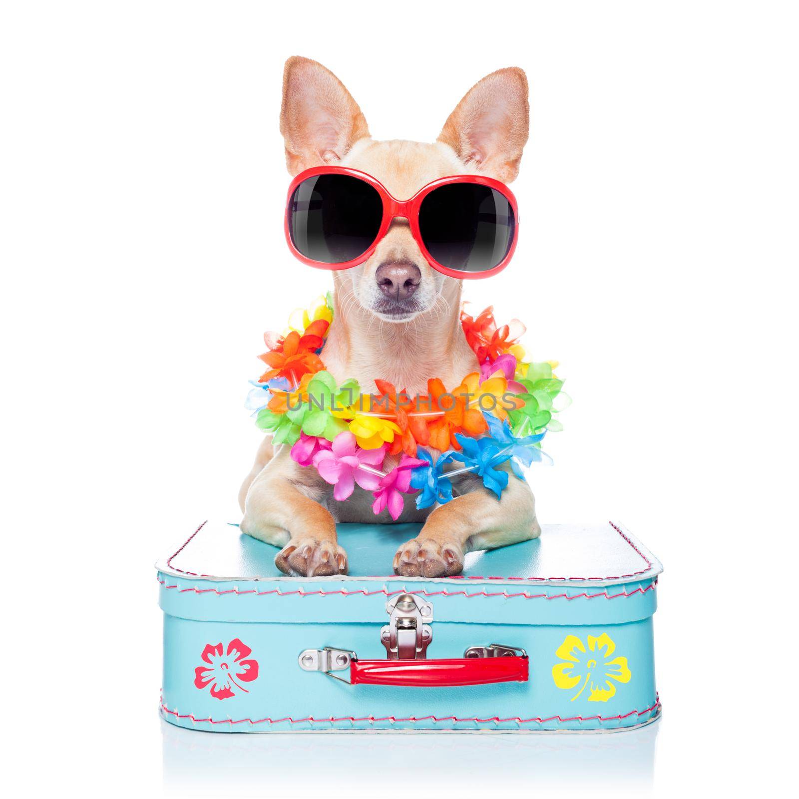 dog summer holidays by Brosch