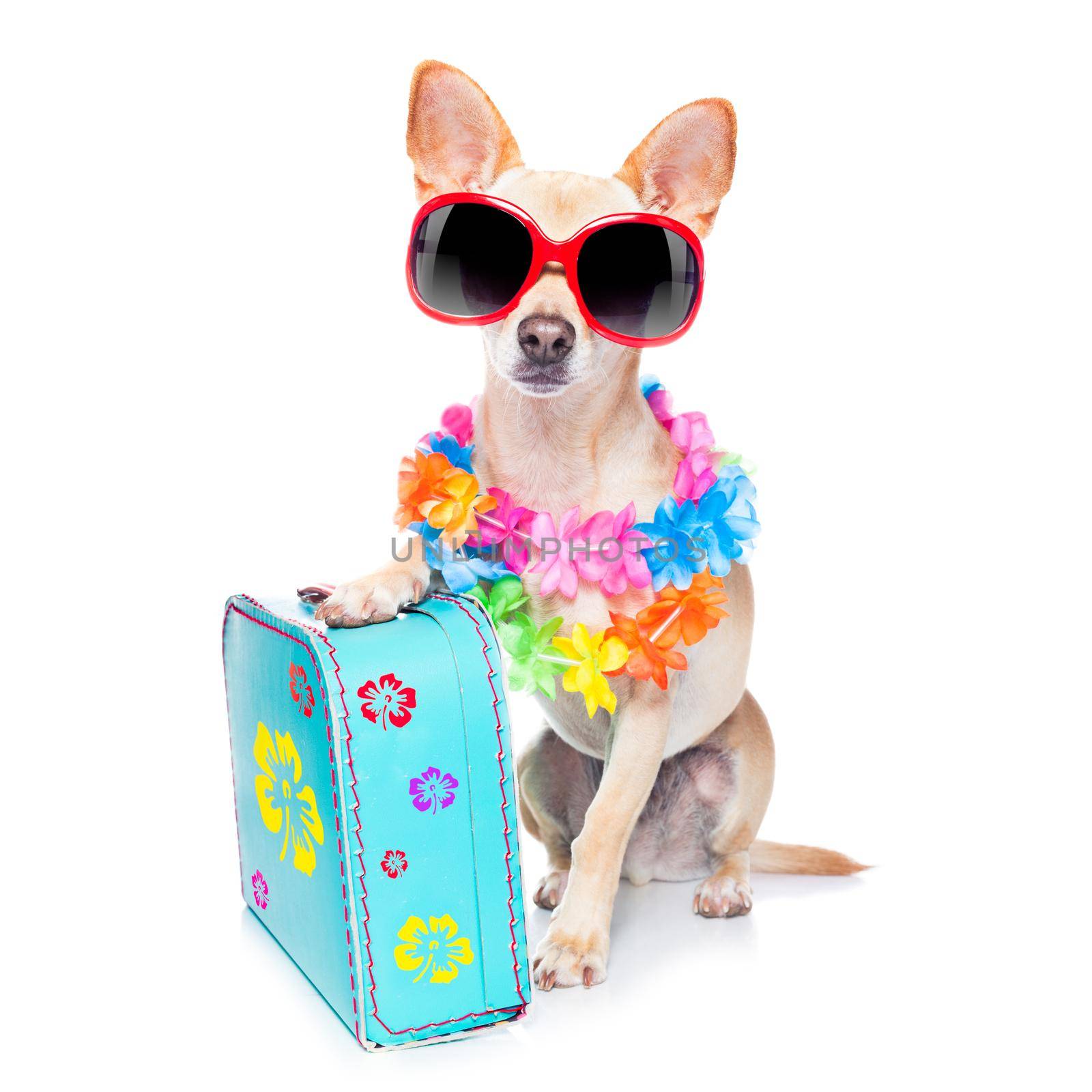dog summer holidays by Brosch
