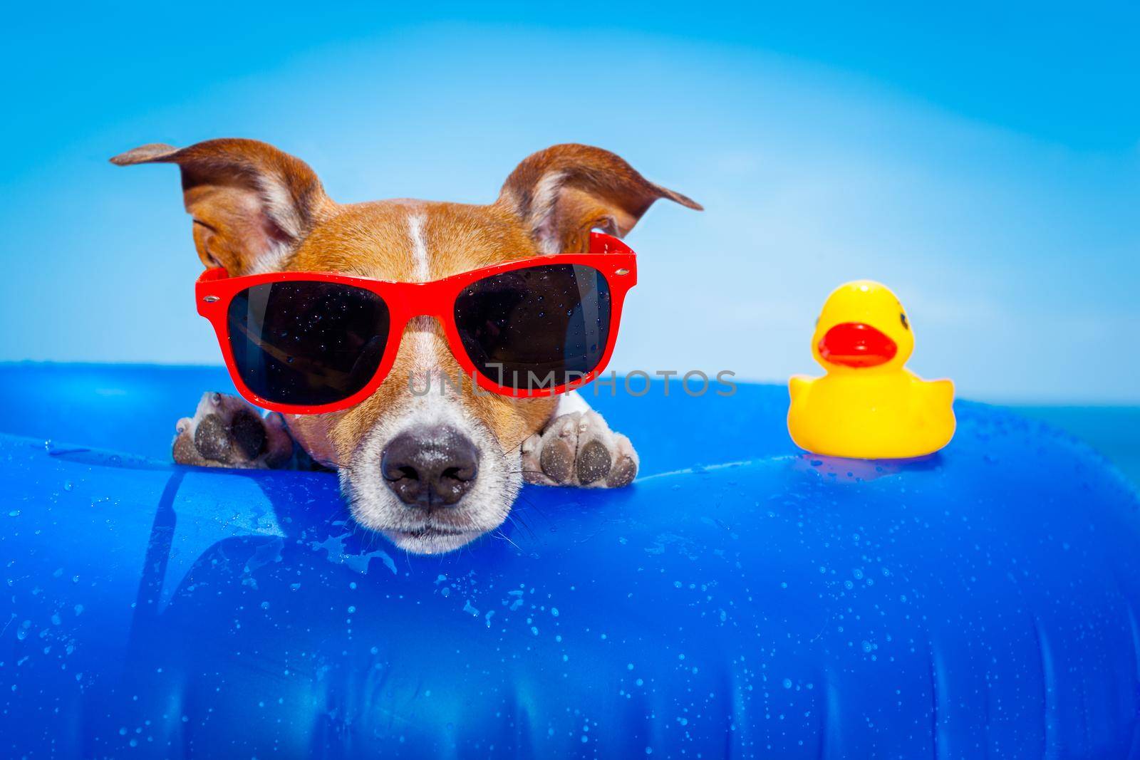 summer holiday dog by Brosch