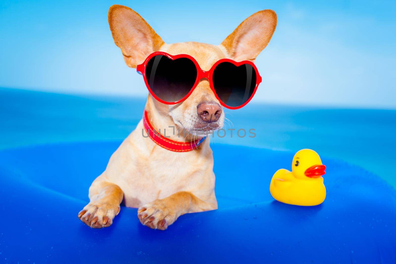 chihuahua dog  on a mattress in the ocean water at the beach, enjoying summer vacation holidays, wearing red sunglasses  with yellow     plastic rubber duck