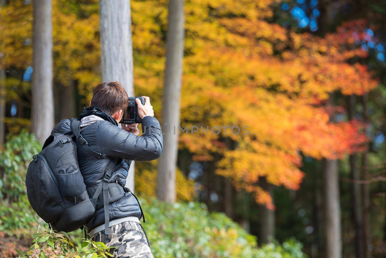 Landscape Photographer take landscape view of colourful maple leave with sunny sky in Kyoto,Japan. Photo concept for travel Photographer Work on site and tourist with camera.