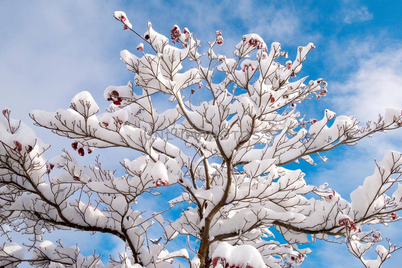 Fresh white snow fall at public park in winter season at Tokyo,Japan