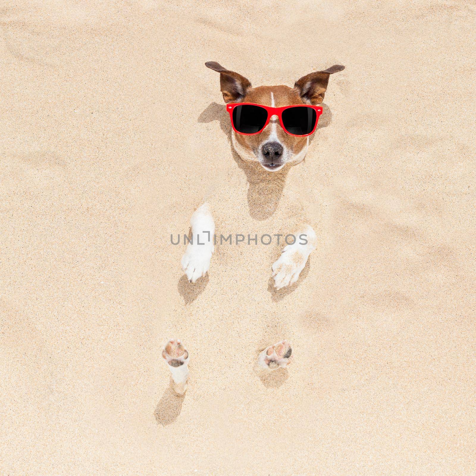 dog buried in sand by Brosch