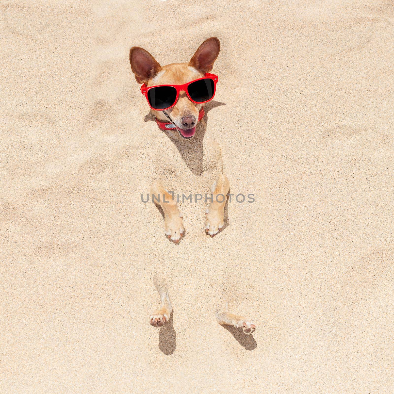 chihuahua dog  buried in the sand at the beach on summer vacation holidays , wearing red sunglasses