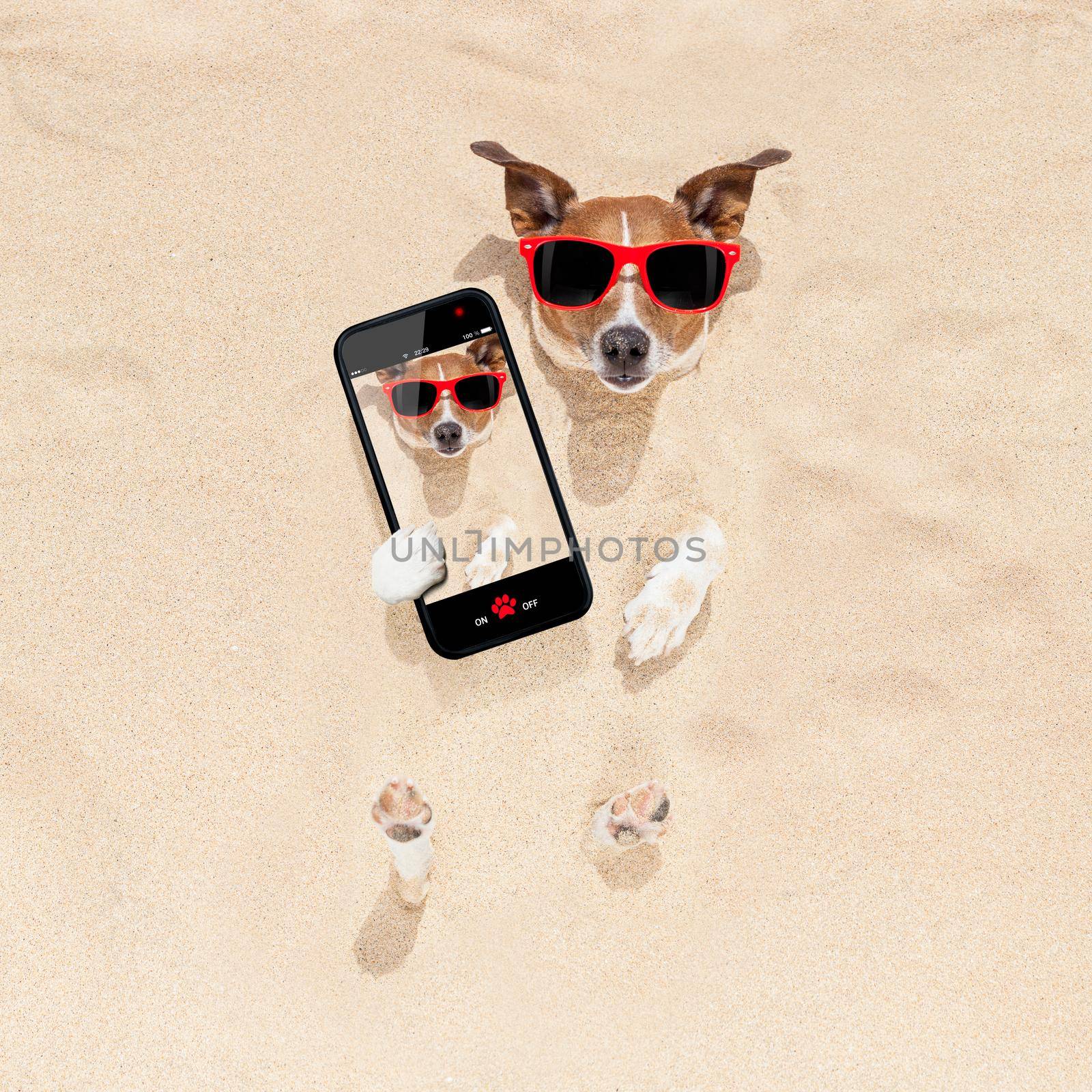 jack russell dog  buried in the sand at the beach on summer vacation holidays , taking a selfie, wearing red sunglasses