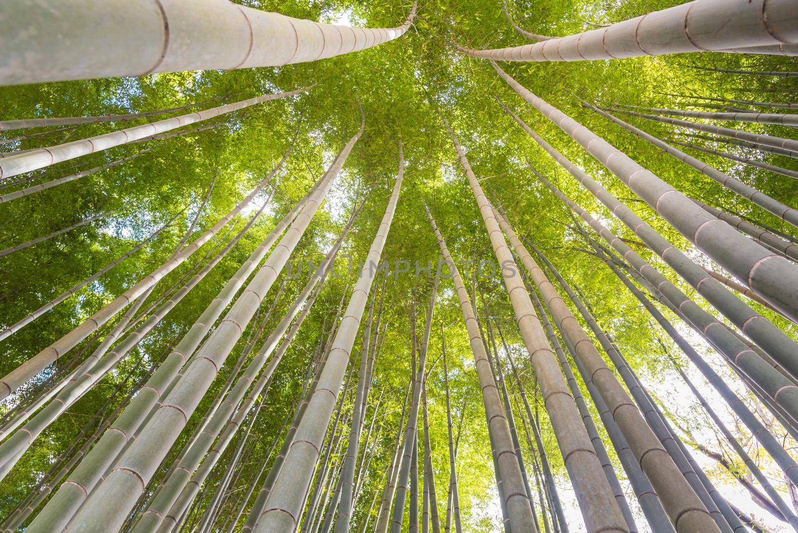 The uprisen angle of bamboo forest with glorious morning sunshine in Kyoto,Japan by Nuamfolio