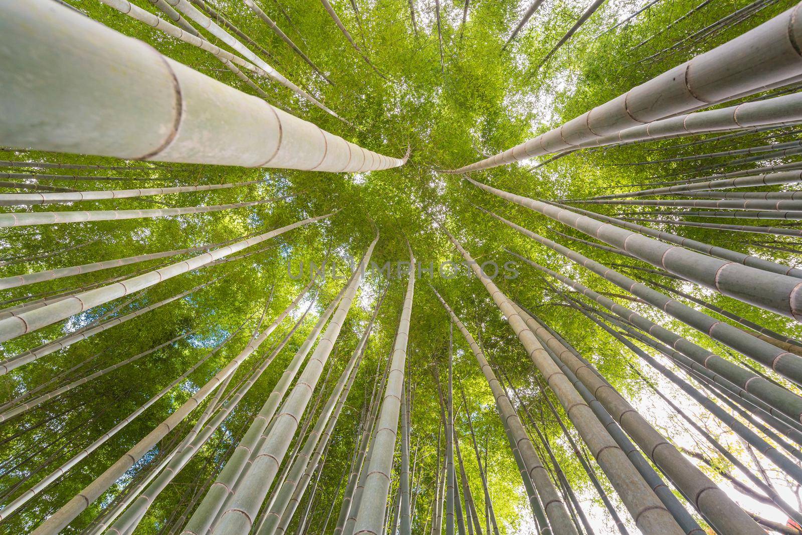 The uprisen angle of bamboo forest with glorious morning sunshine in Kyoto,Japan
