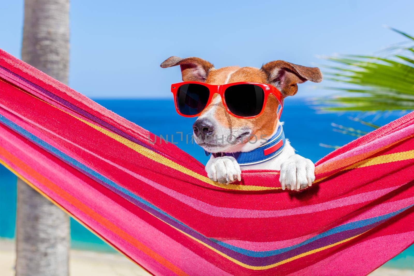 jack russell dog relaxing on a fancy red  hammock with sunglasses in summer vacation holidays at the beach under the palm tree