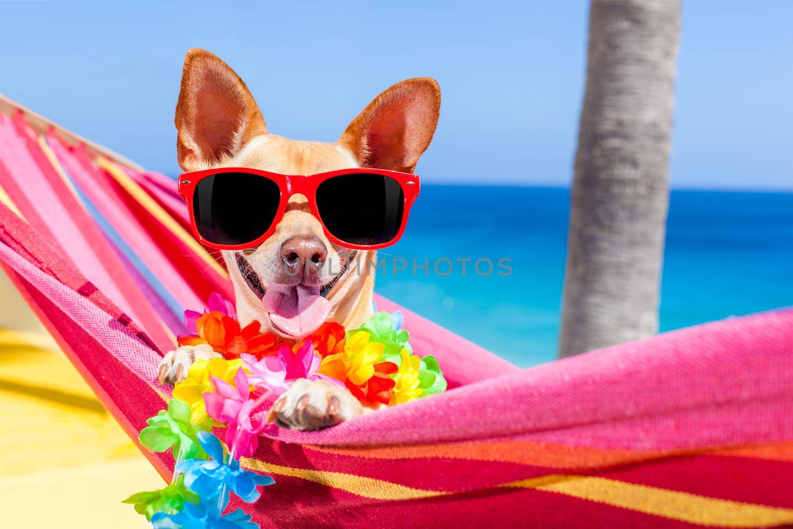 dog summer hammock by Brosch