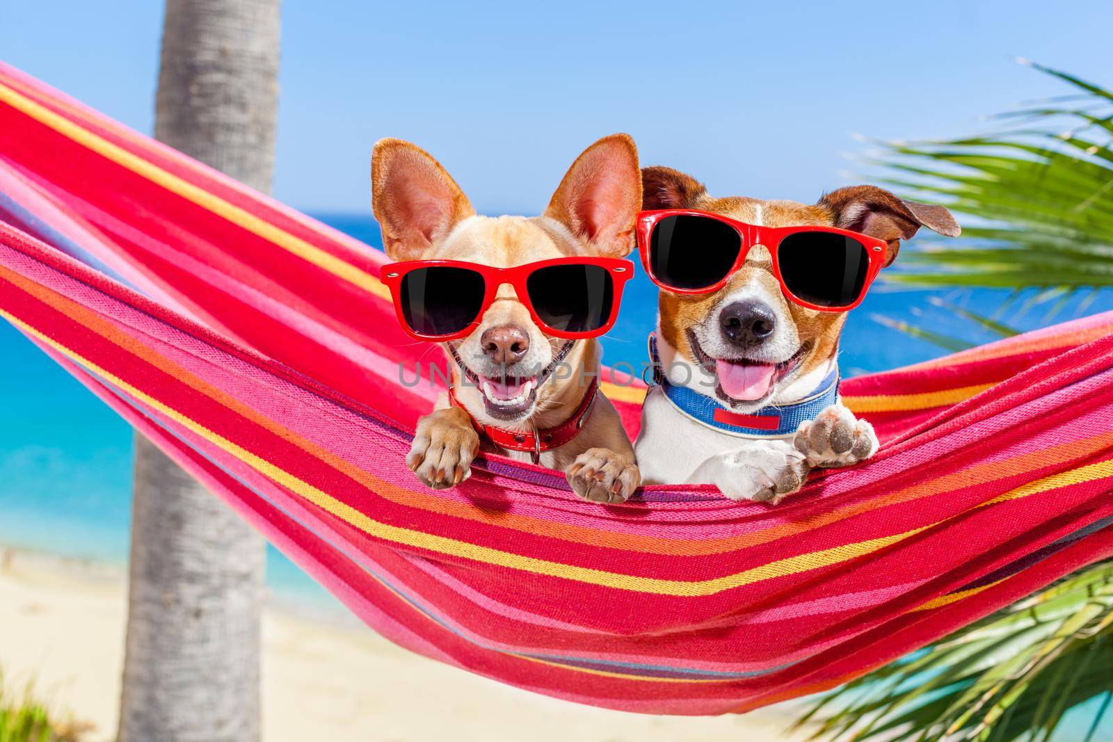 couple of two  dogs relaxing on a fancy red  hammock with sunglasses in summer vacation holidays at the beach under the palm tree