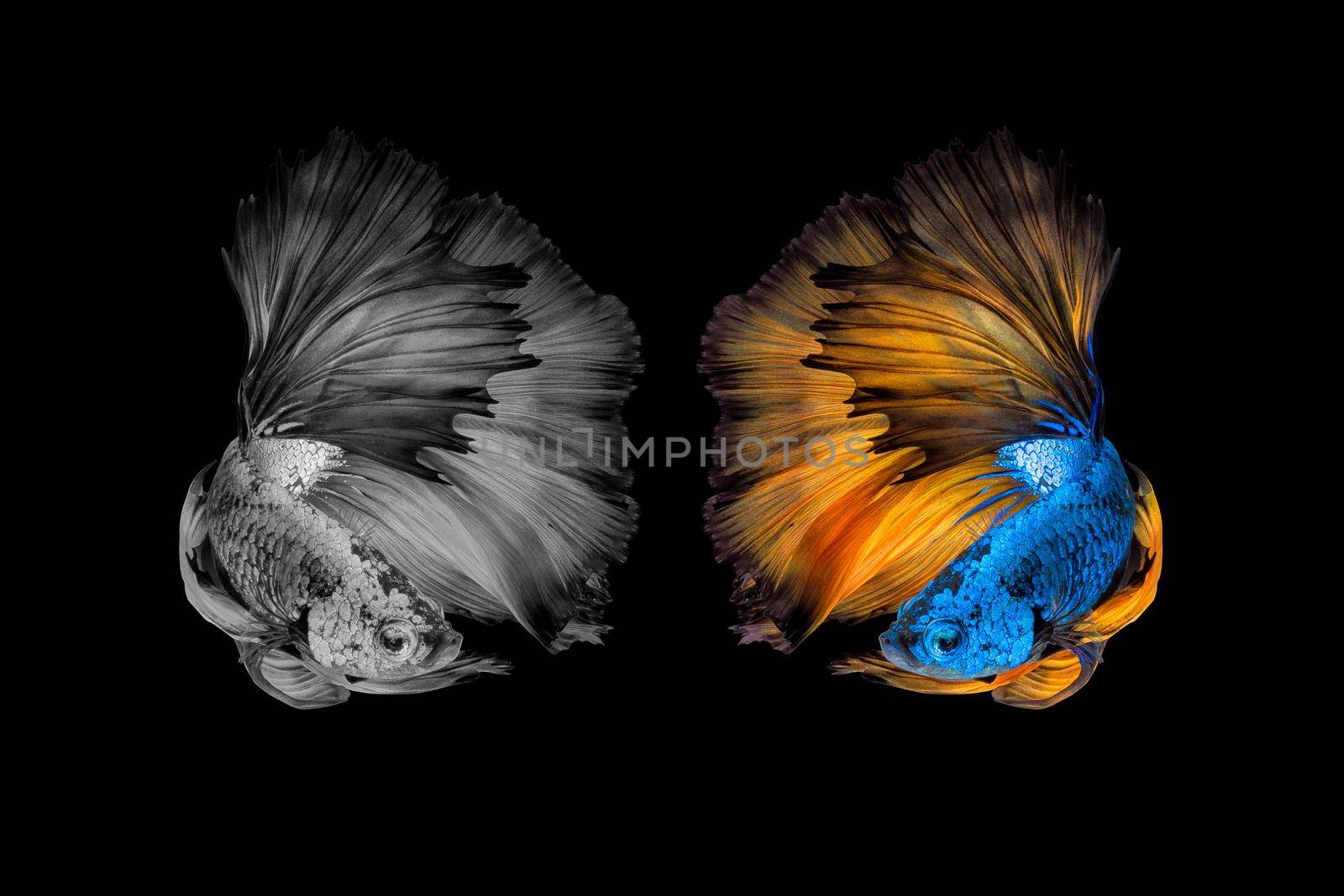 Betta fish,Siamese fighting fish black and with and colour version in movement on black background by Nuamfolio