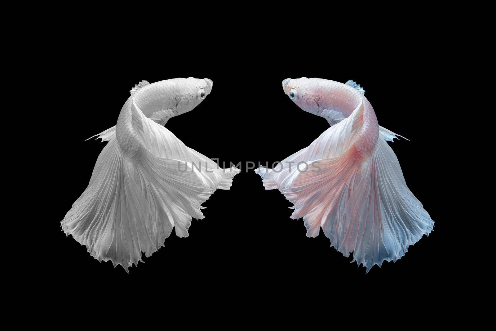 Betta fish,Siamese fighting fish black and with and colour version in movement on black background by Nuamfolio