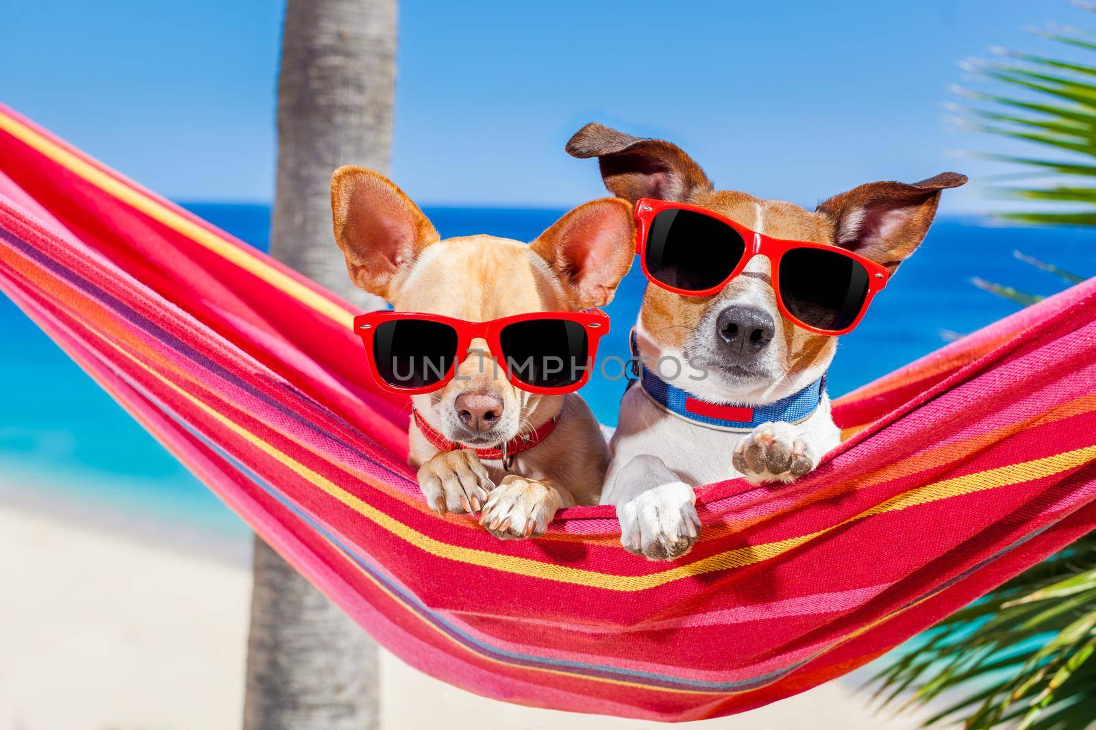 couple of two  dogs relaxing on a fancy red  hammock with sunglasses in summer vacation holidays at the beach under the palm tree