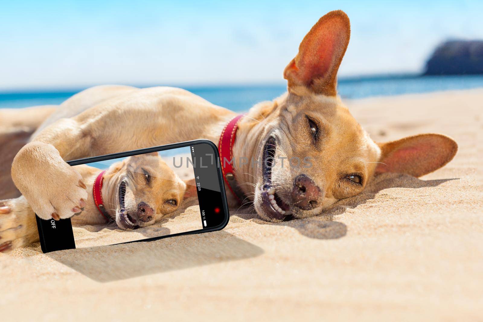 chihuahua dog  relaxing and resting , lying on the sand at the beach on summer vacation holidays,while taking a selfie for friends