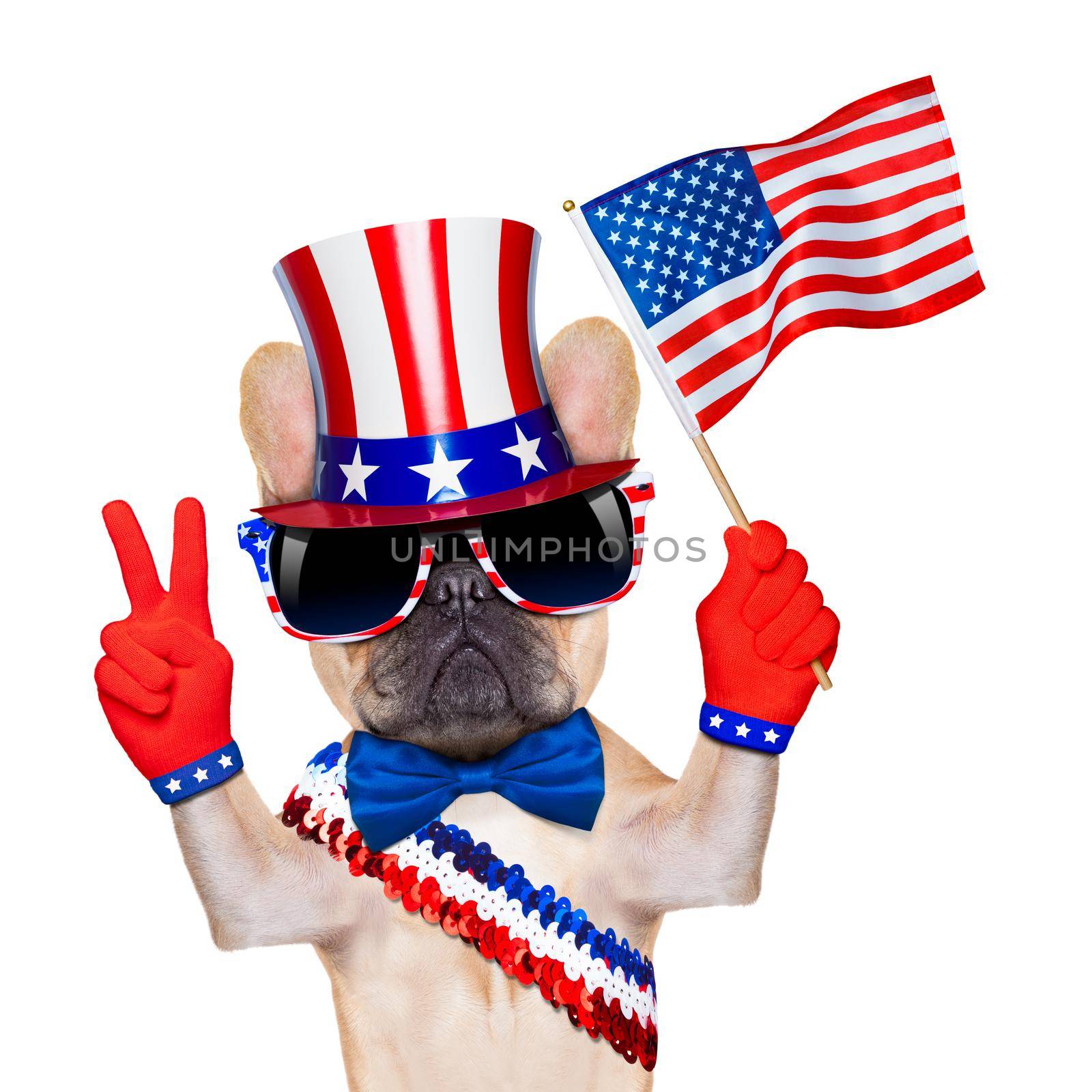 french bulldog waving a flag of usa on independence day on 4th  of july , isolated on white background