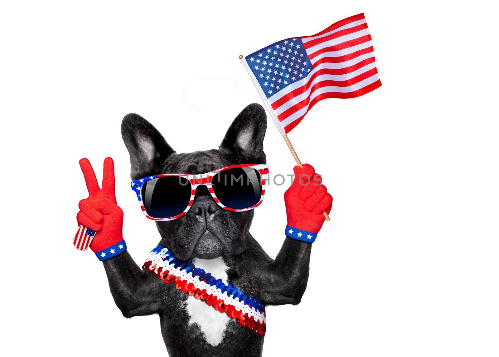 french bulldog  waving a flag of usa on independence day on 4th  of july , isolated on white background,  victory or peace fingers