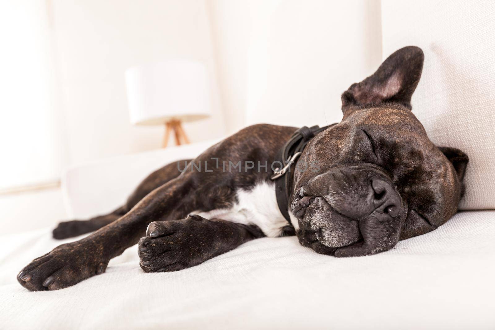 siesta sleeping dog  by Brosch