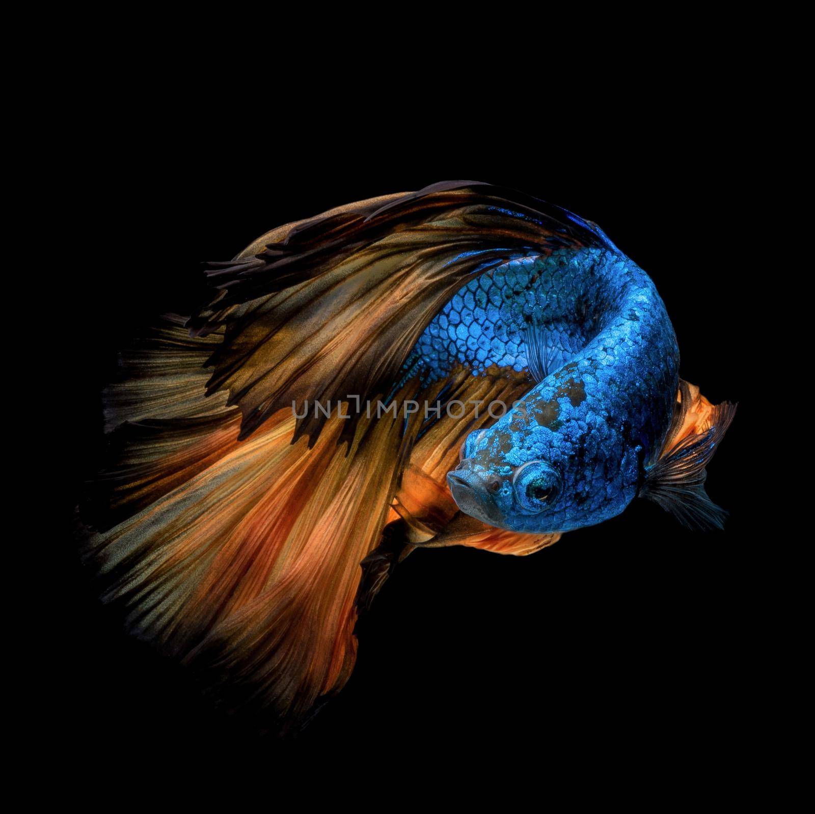 Colourful Betta fish,Siamese fighting fish in movement isolated on black background