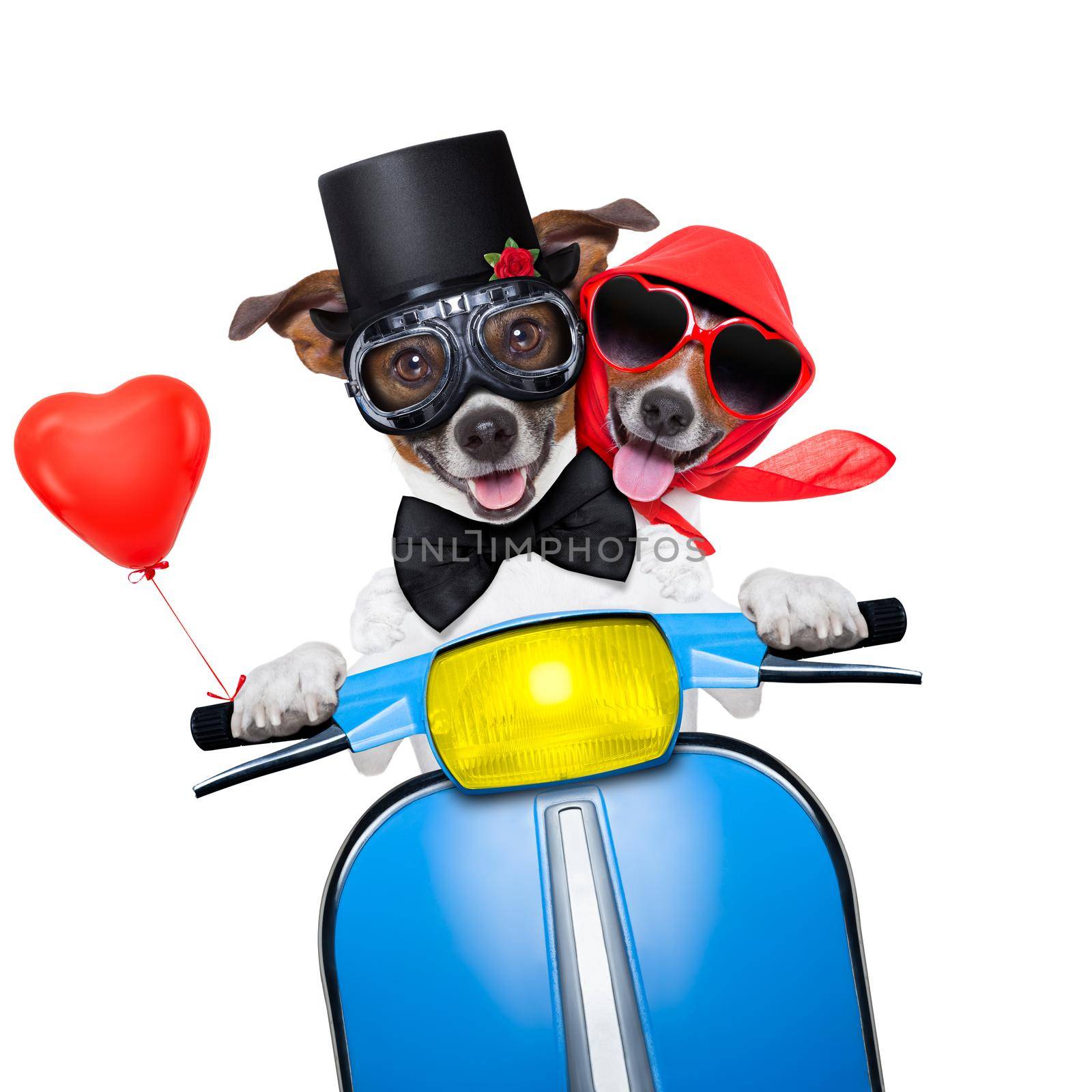 couple of just married jack russell dogs driving a funny motorbike vespa  for vacation holidays and honeymoon, isolated on white background