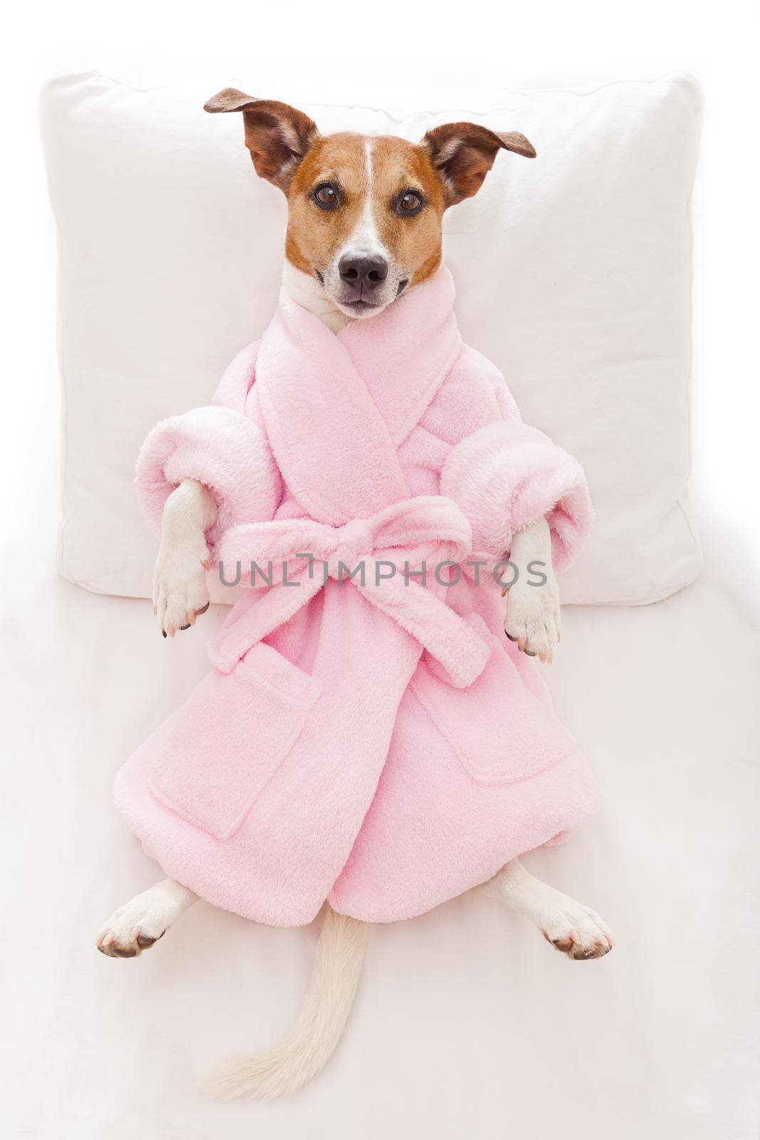 jack russell dog relaxing  and lying, in   spa wellness center ,wearing a pink  bathrobe