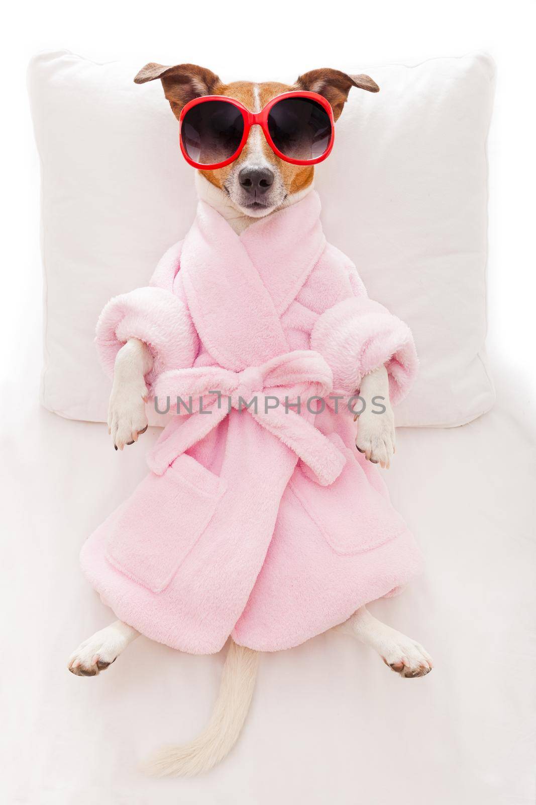 jack russell dog relaxing  and lying, in   spa wellness center ,wearing a  bathrobe and funny sunglasses