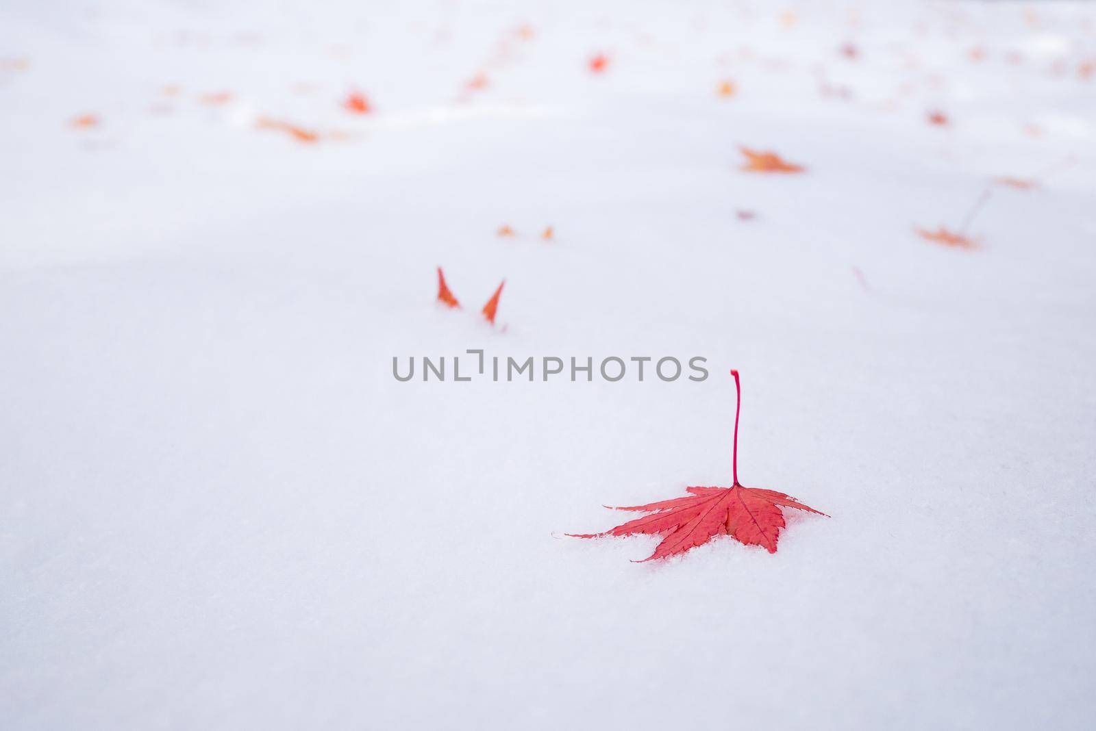 Colourful maple leave falling on fresh white snow ice at public park in Tokyo,Japan.photo design with copy space for adding your text and artwork by Nuamfolio