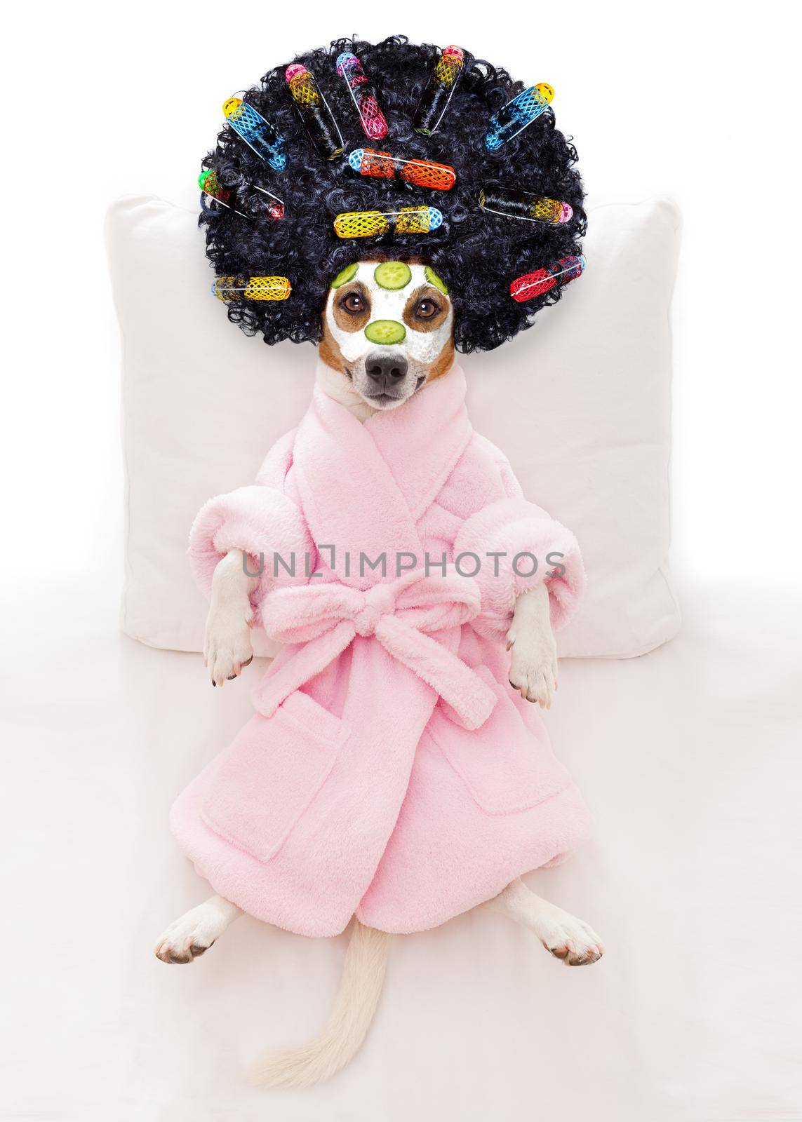 jack russell dog relaxing  and lying, in   spa wellness center ,getting a facial treatment with  moisturizing cream mask and cucumber and hair rollers