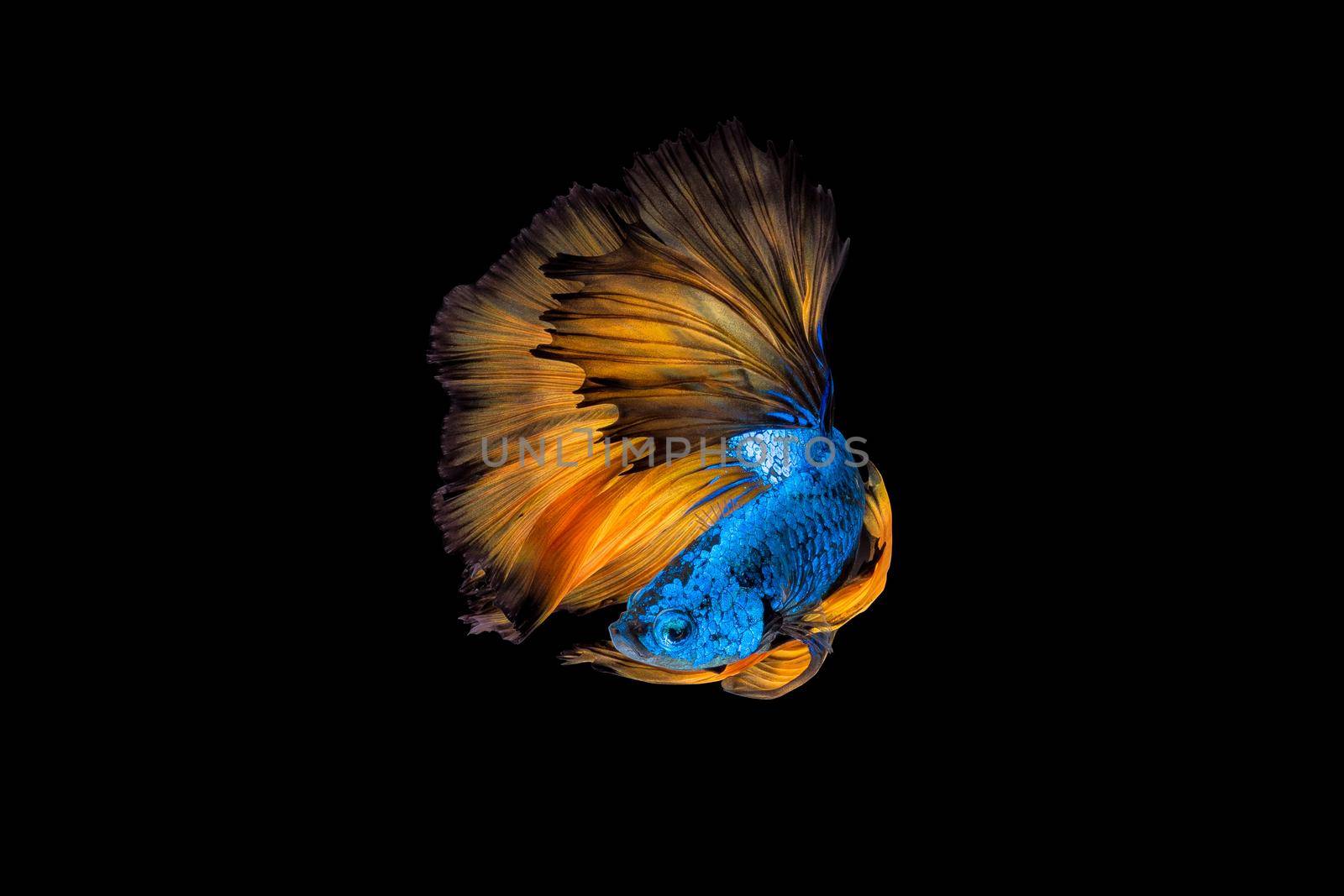 Colourful Betta fish,Siamese fighting fish in movement on black background by Nuamfolio