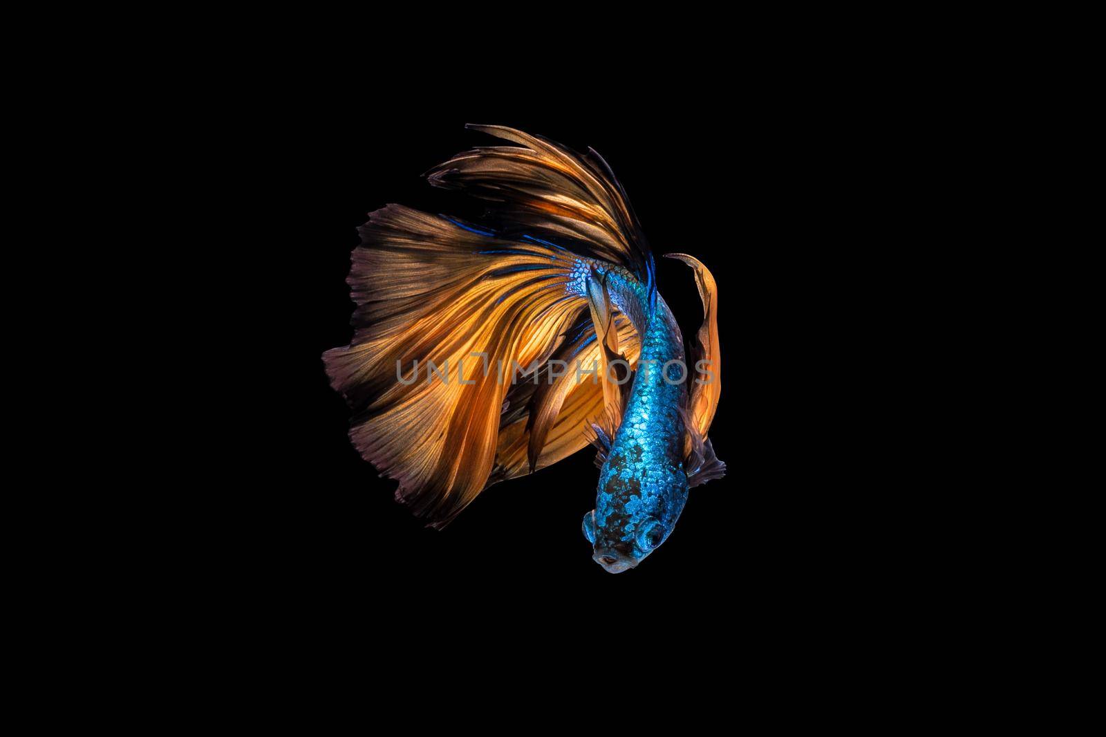 Colourful Betta fish,Siamese fighting fish in movement on black background. by Nuamfolio