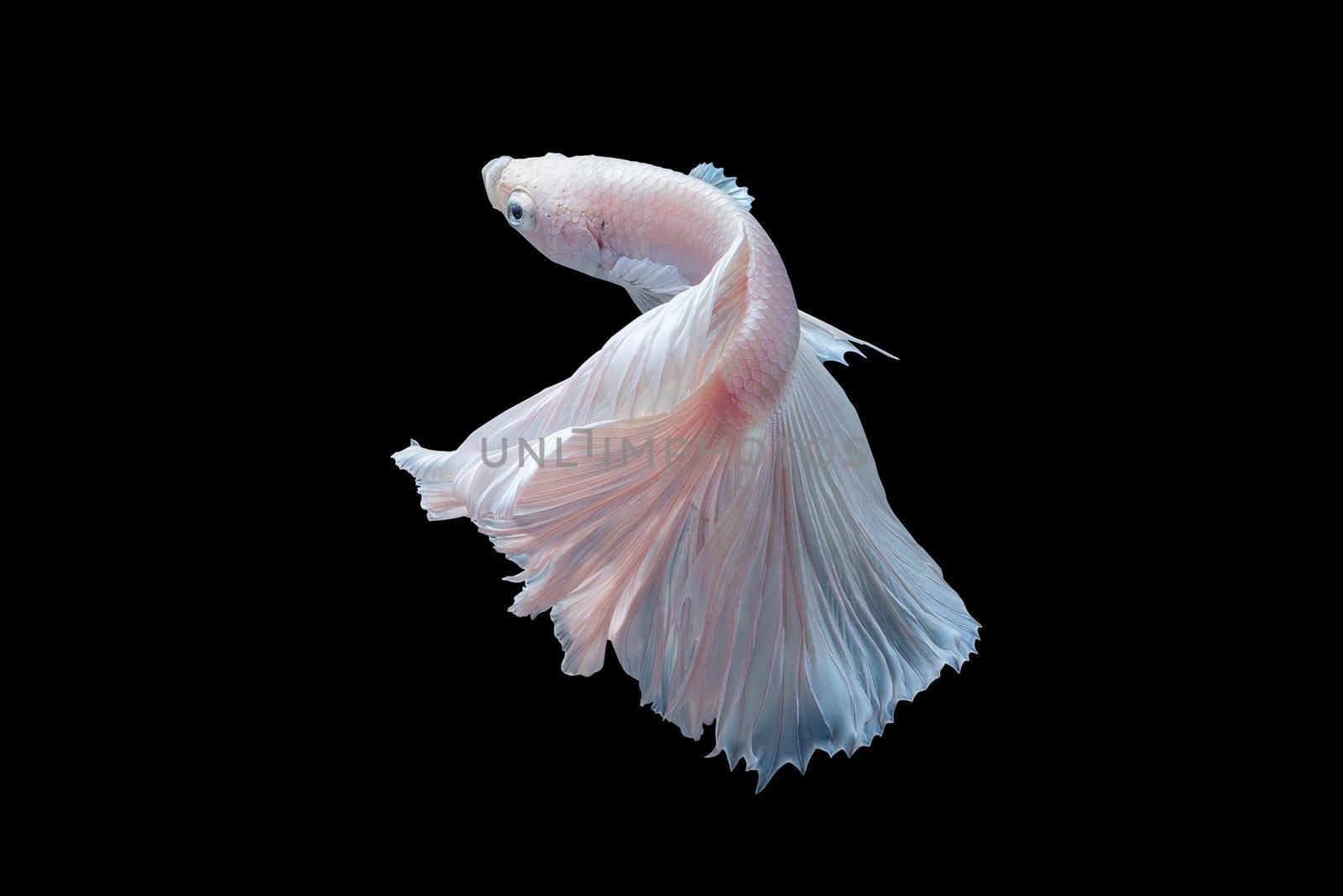 Close up of white platinum Betta fish or Siamese fighting fish in movement on black background.