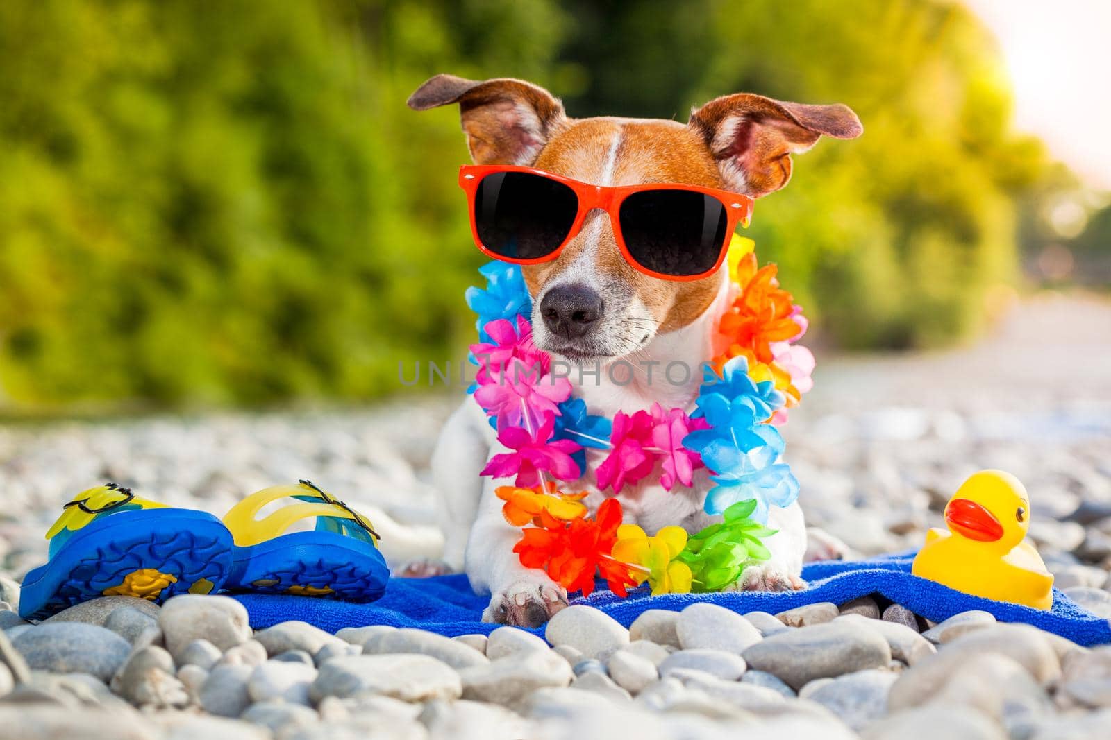 jack russell dog  with a summer  rubber duck and flip flops lying on a blue towel, near the river outdoors, sunbathing with funny sunglasses
