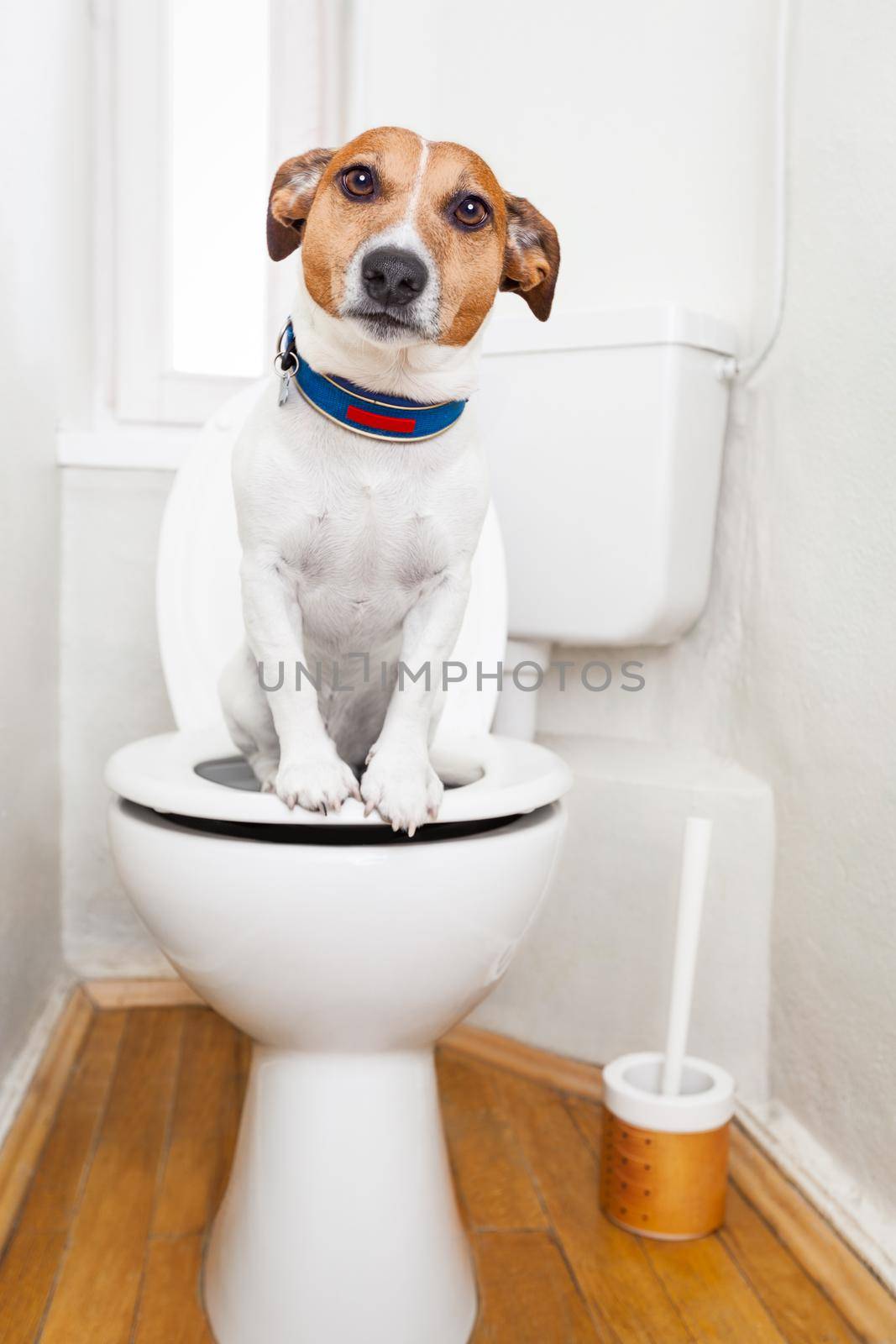 dog on toilet seat  by Brosch