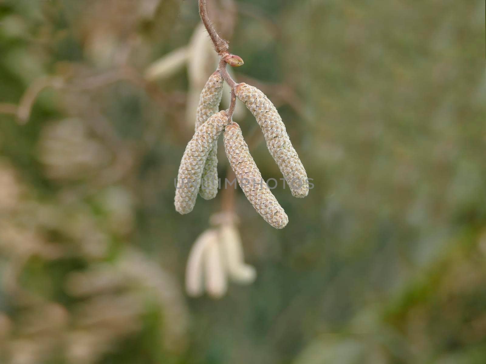 Hazelnut blossom in Germany in wintertime