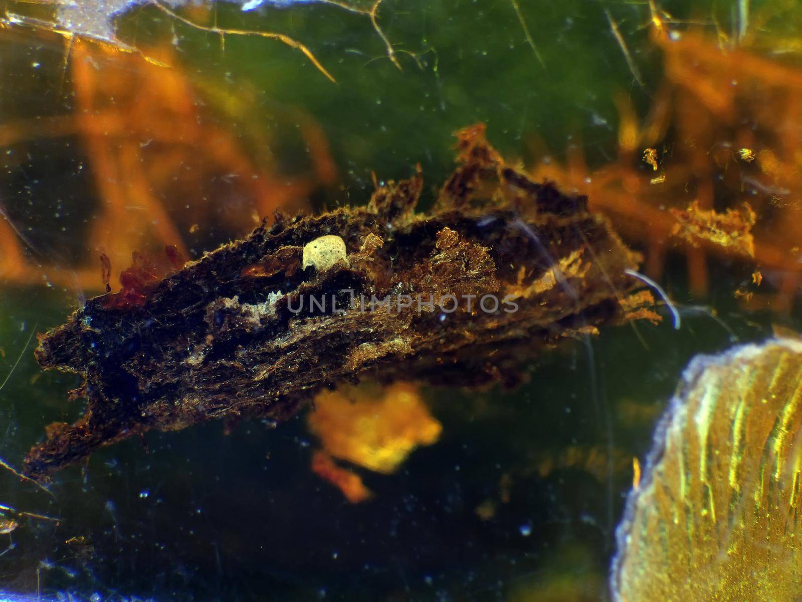 amber with wood inclusion